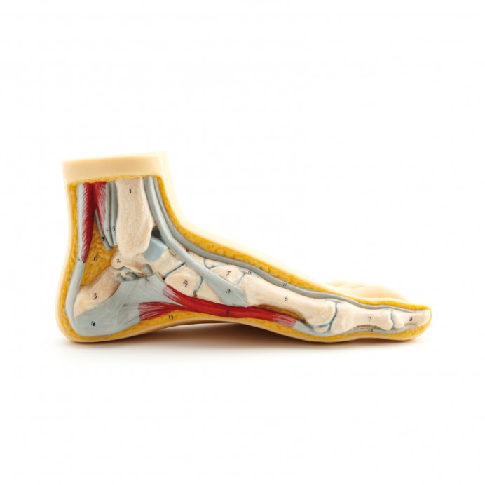 PICIOARE PENTRU CONSULTAȚII Picior Normal