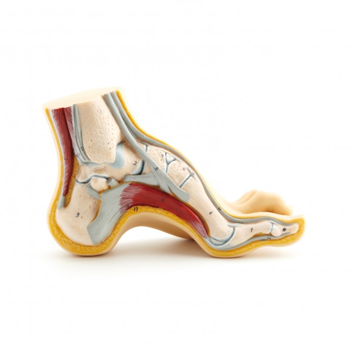 Picioare pentru consultație – Picior Cav.